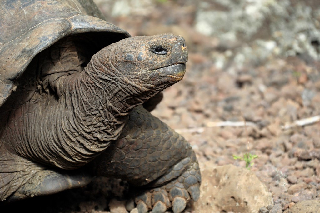 Galapagos: une nouvelle espèce de tortue détectée par ADN