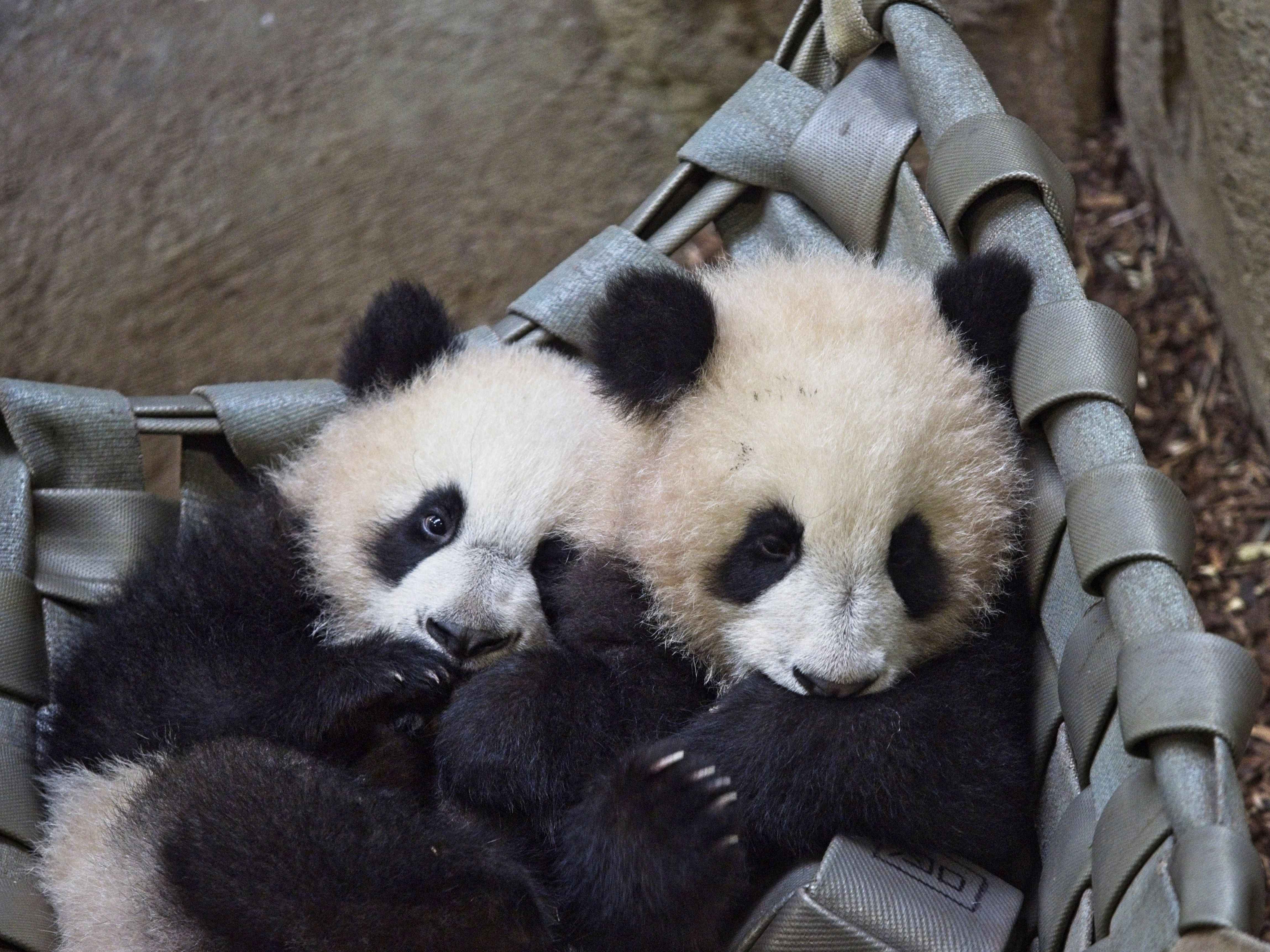 Premières sorties en extérieur pour les jumelles pandas de Beauval
