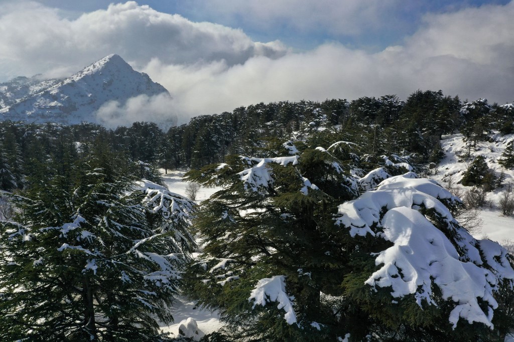 Une photo aérienne montre la réserve naturelle de la forêt de cèdres de Tannourine, dans les montagnes libanaises, couverte de neige, le 22 janvier 2021. (AFP).
