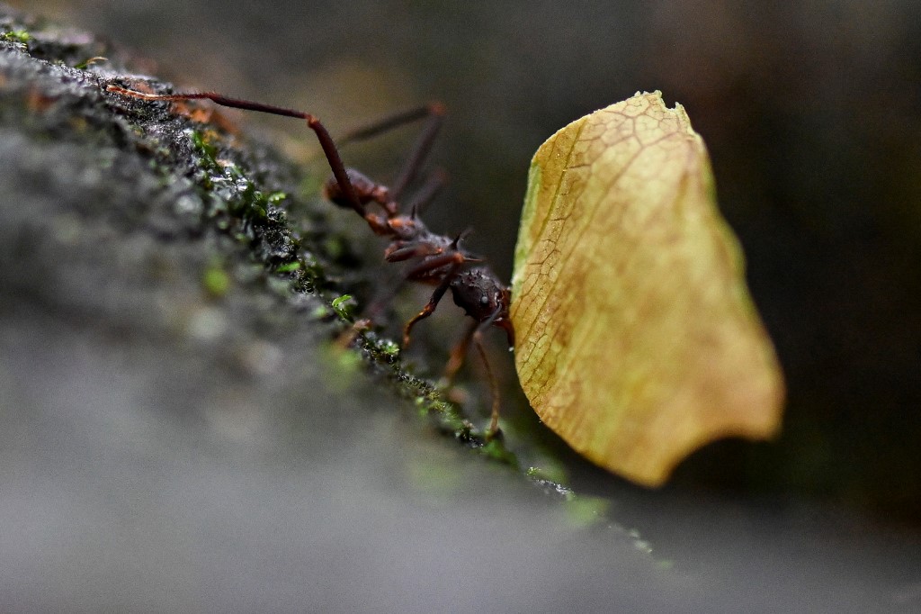 Pour détecter précocement les cancers, des chercheurs sont sur la piste des fourmis !