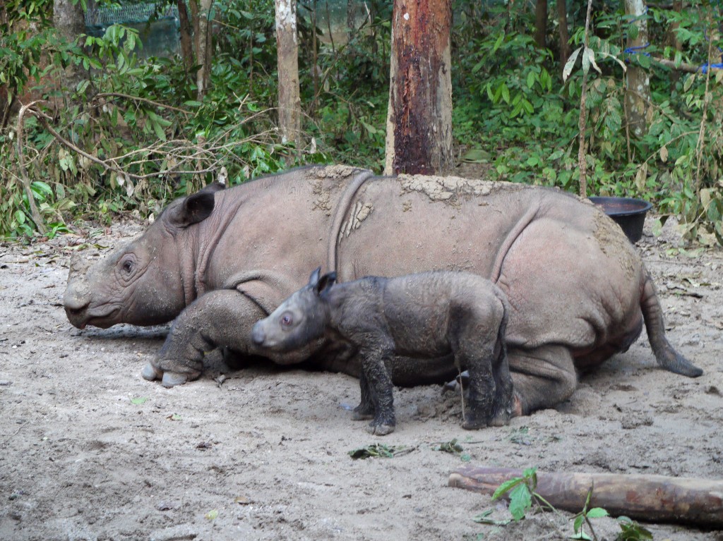 Rare naissance d'un rhinocéros de Sumatra dans une réserve indonésienne