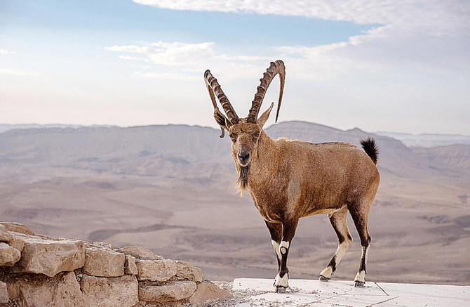 Jeudi dernier, dix bouquetins de Nubie ont été relâchés par la Commission royale d’AlUla pour marquer la Journée mondiale de la vie sauvage. (Shutterstock)