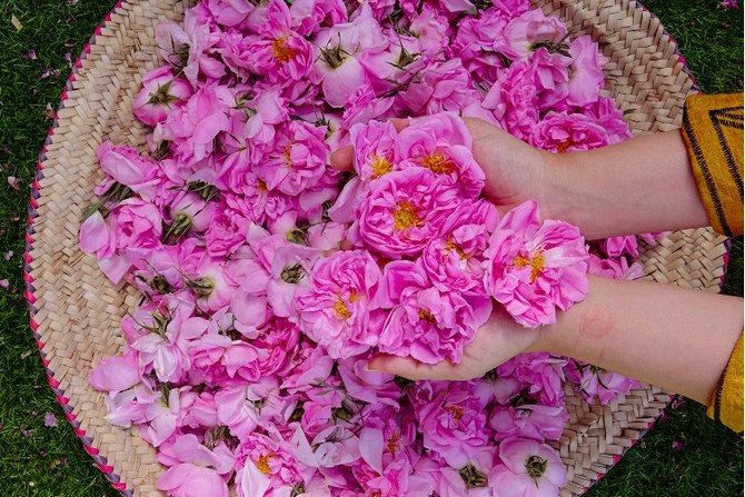 Taïf, «la ville des roses», lance son festival floral annuel