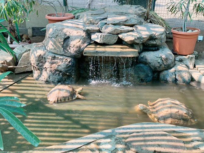 Un sanctuaire à Djeddah sert d’abri aux reptiles, aux oiseaux et aux poissons