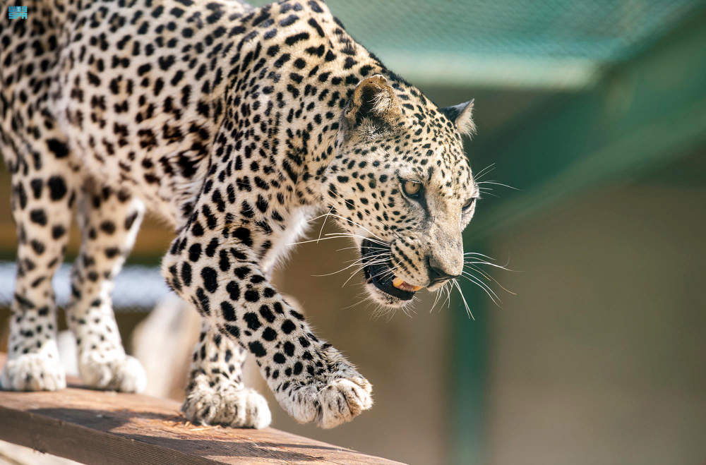 L'Arabie saoudite a choisi la date du 10 février pour célébrer la « Journée du léopard d’Arabie » afin de sensibiliser le public à ce grand félin menacé d'extinction. (SPA)