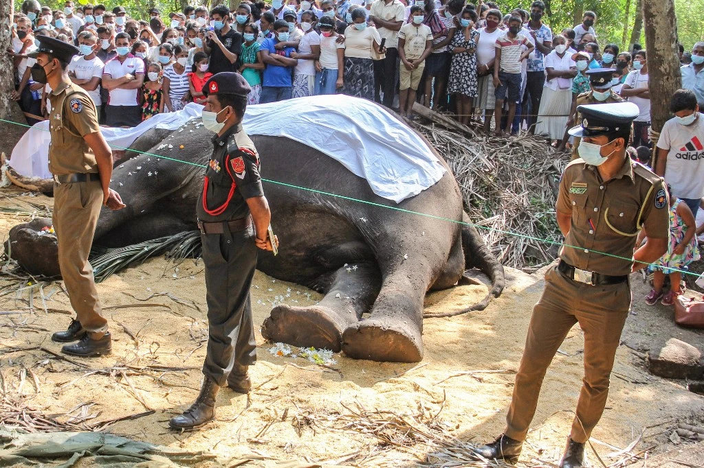 Des personnes en deuil rassemblées près du corps de Nadugamuwa Raja, l'éléphant le plus sacré du Sri Lanka, à Weliweriya, au Sri Lanka. (AFP).