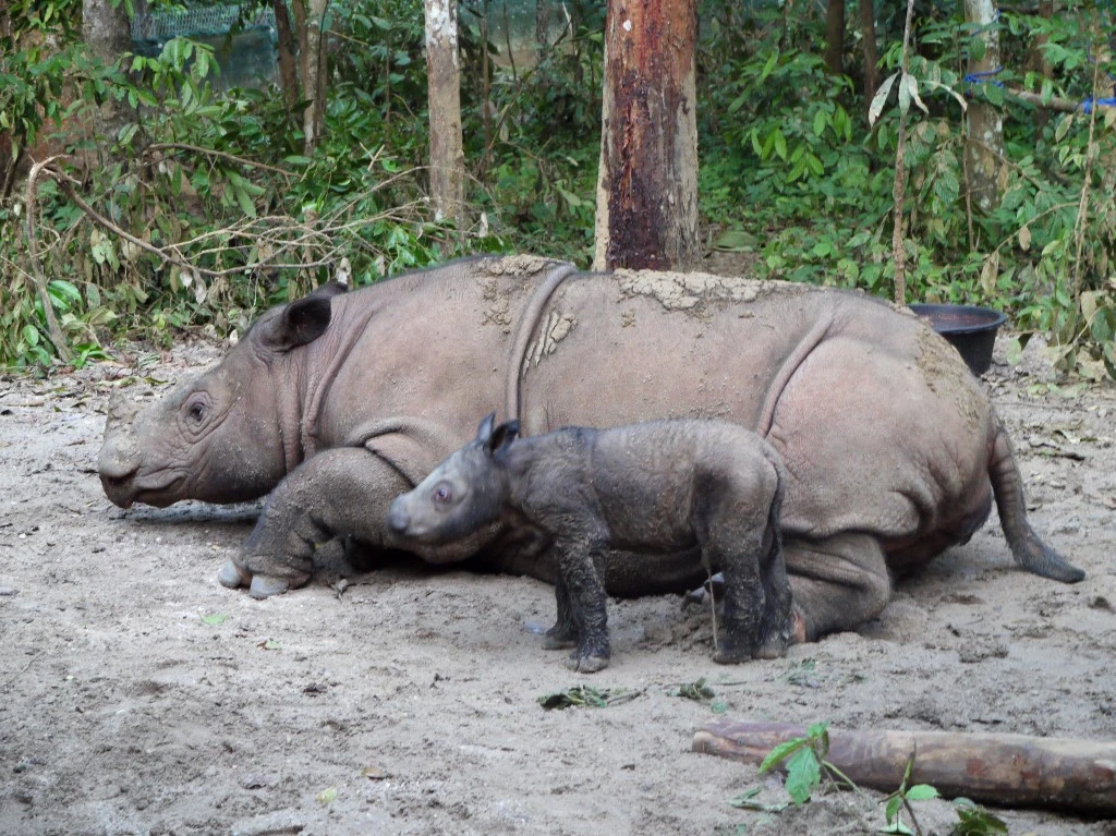Rare naissance d'un rhinocéros de Sumatra dans une réserve indonésienne