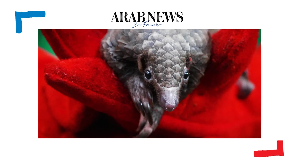 Au Liberia, la lutte contre l'extinction du pangolin