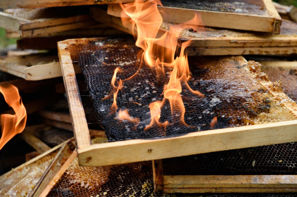 L’apiculture marocaine en grande difficulté