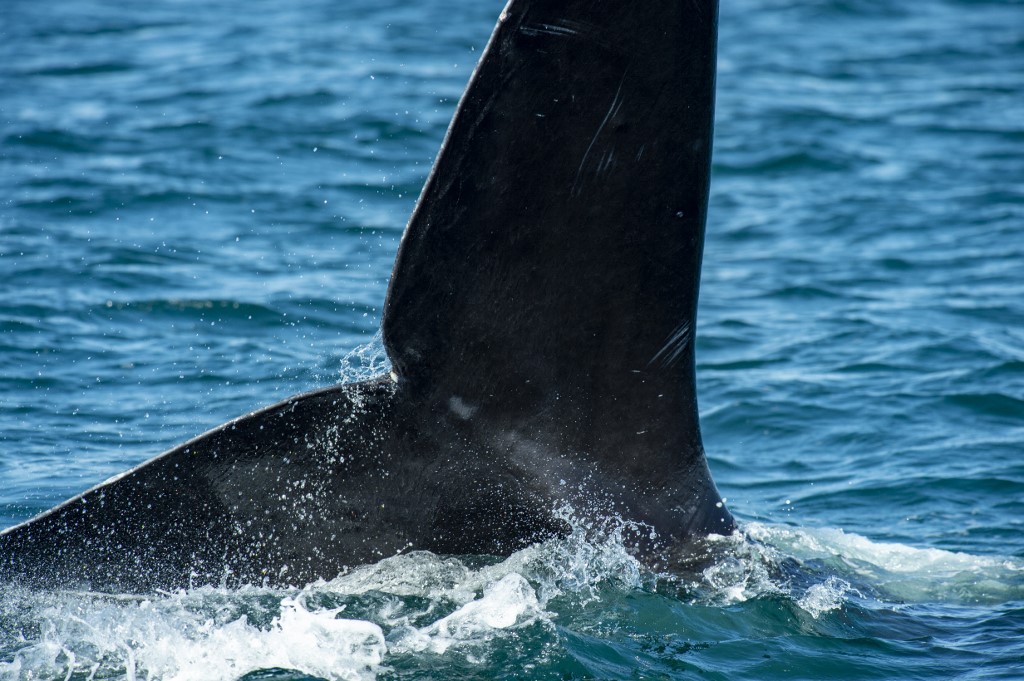 Dans l'Atlantique, des scientifiques au chevet des baleines noires