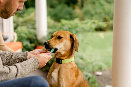 Cette photo fournie par Embark Veterinary le 15 avril 2022 montre une personne prélevant un échantillon de son chien afin de tester l'ADN du chien. (Polycopié/Embark Veterinary/AFP)