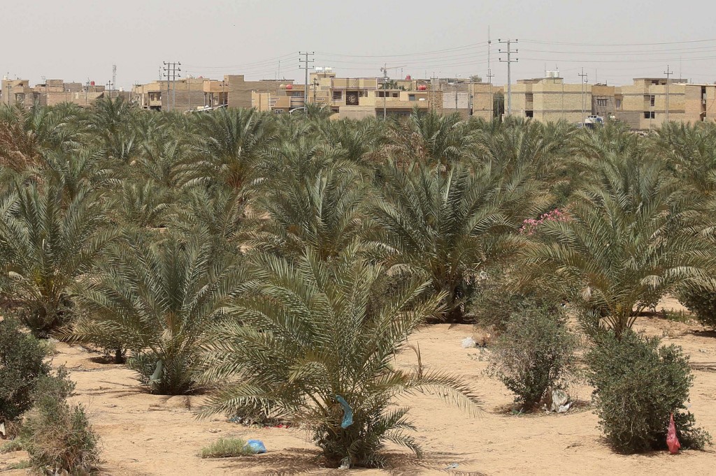 Irak: plantée contre la désertification, la ceinture verte de Kerbala fait grise mine