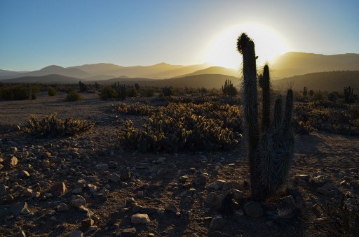 Cactus dans le désert d'Atacama (Alberto Peña/AFP)