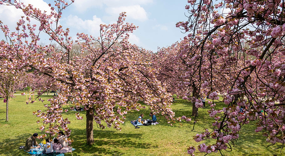 Célébrez les cerisiers en fleurs du 1er au 30 avril dans le parc de Sceaux !