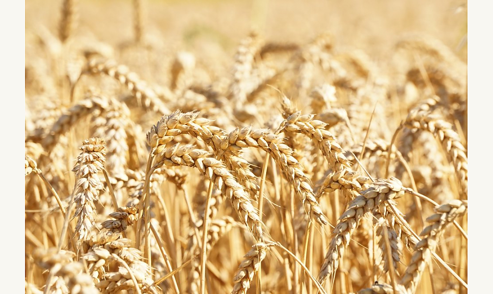 Quelle sécurité alimentaire et énergétique pour le monde arabe?
