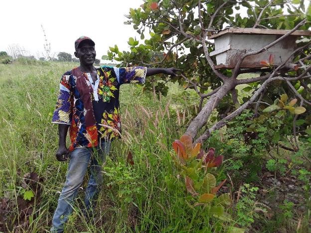 Gambie: L’apiculture, moyen de subsistance dans les forêts des zones arides