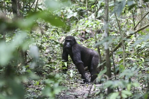 Pour les gorilles du Gabon, le cercle vertueux protection, étude, tourisme