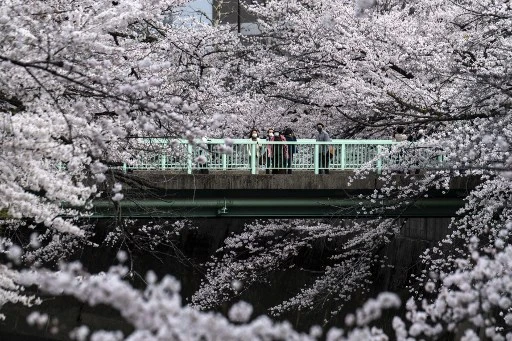 Des gens marchent sur un pont piétonnier au-dessus de la rivière Edo entouré de cerisiers en pleine floraison à Tokyo le 28 mars 2022. (Charly Triballeau/AFP)
