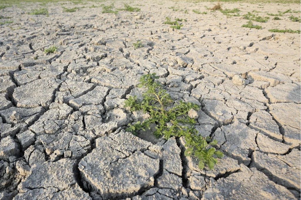 Cette photo prise le 23 août 2021 montre une plante sur un terrain sec à Bastelicaccia, sur l'île méditerranéenne française de Corse. (AFP).