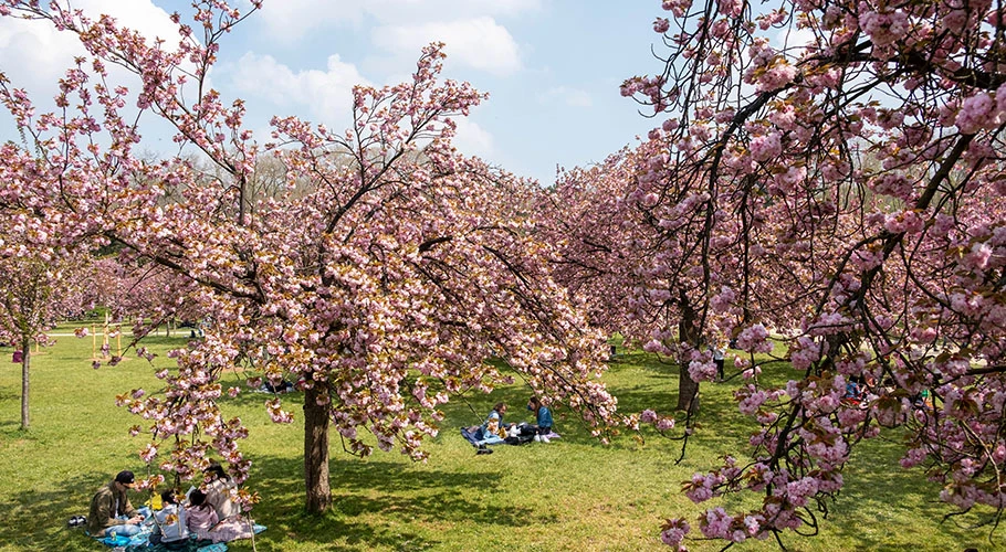 Célébrez les cerisiers en fleurs du 1er au 30 avril dans le parc de Sceaux !