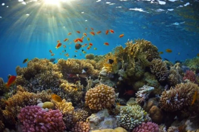 La KAUST reçoit une bourse de recherche pour soutenir la conservation des récifs coralliens