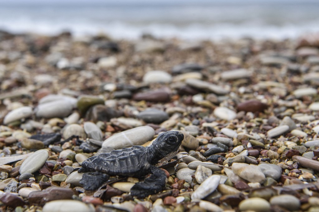 Tunisie: trois tortues d'espèces protégées relâchées