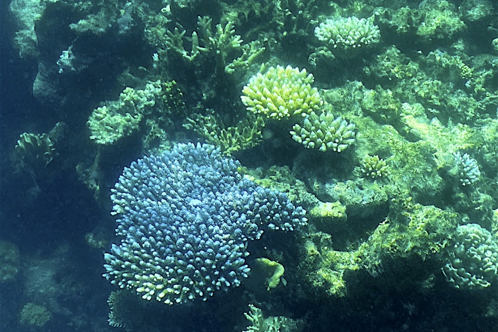 Australie: 91% de la Grande Barrière de corail a subi un «blanchissement»