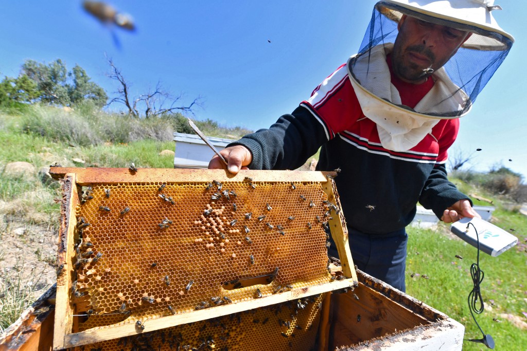 En Tunisie, des «ruches intelligentes» pour sauver les abeilles