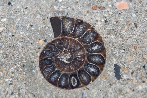 Des fossiles de créatures vivant au temps des dinosaures découverts au cœur de Bangkok