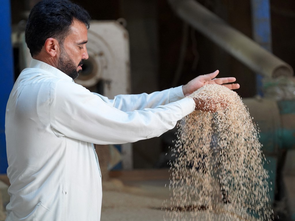 Roi de la table en Irak, le riz ambre menacé par la sécheresse
