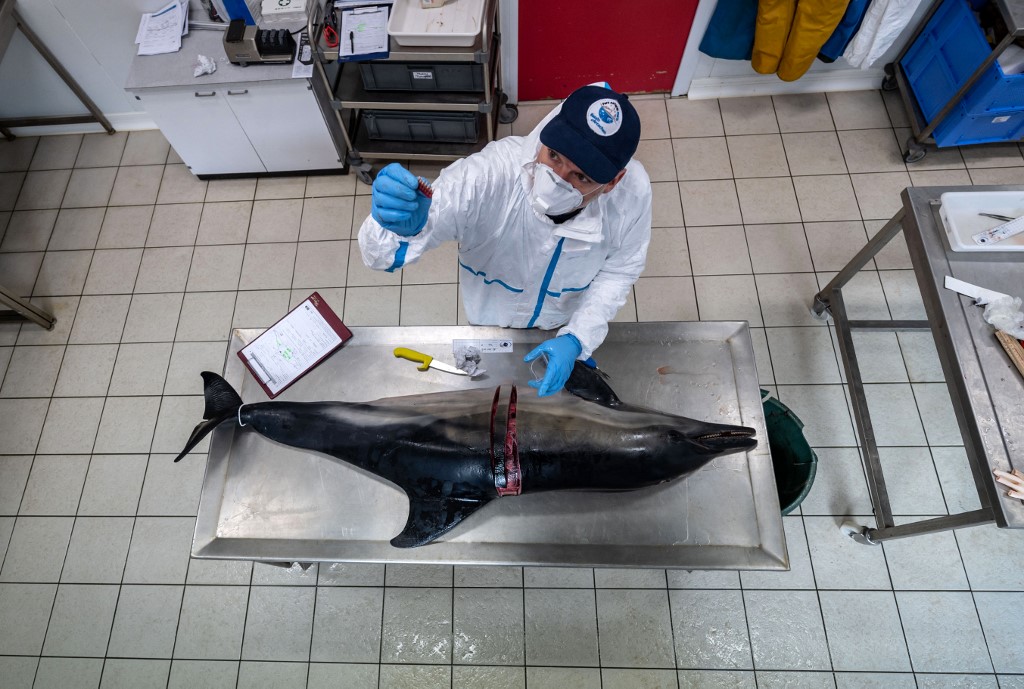 Dauphin tué par filet de pêche ? La preuve par l'autopsie