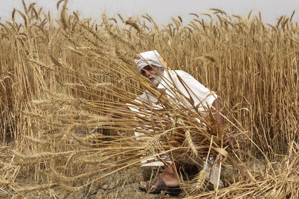 Le prix du blé atteint un record en clôture après l'embargo indien sur les exportations