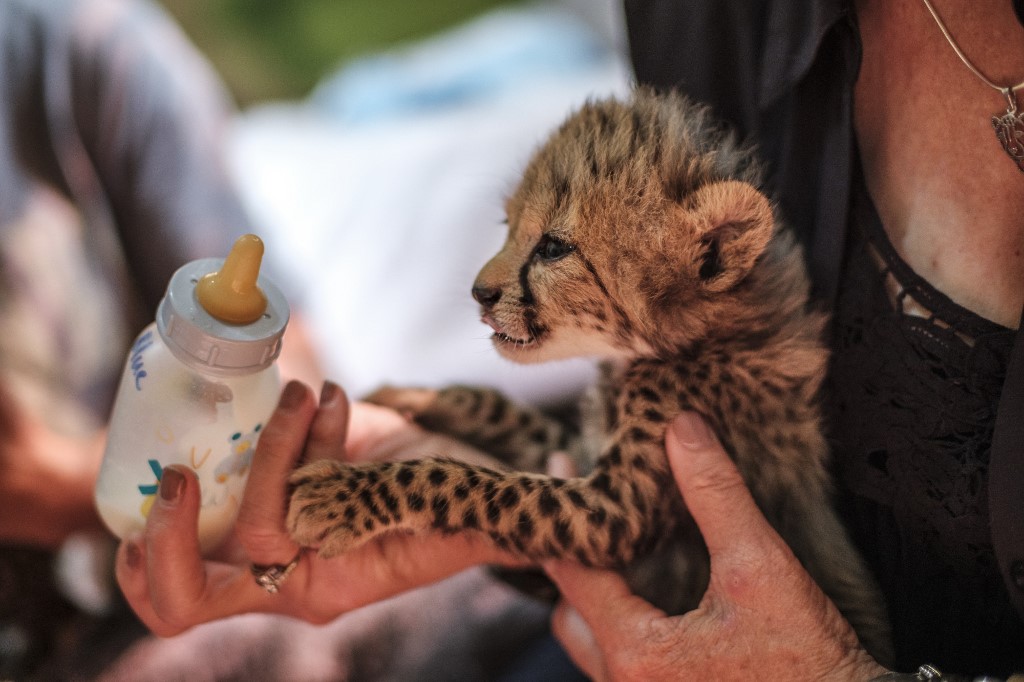 Iran: mort d'un deuxième petit guépard asiatique, espèce menacée