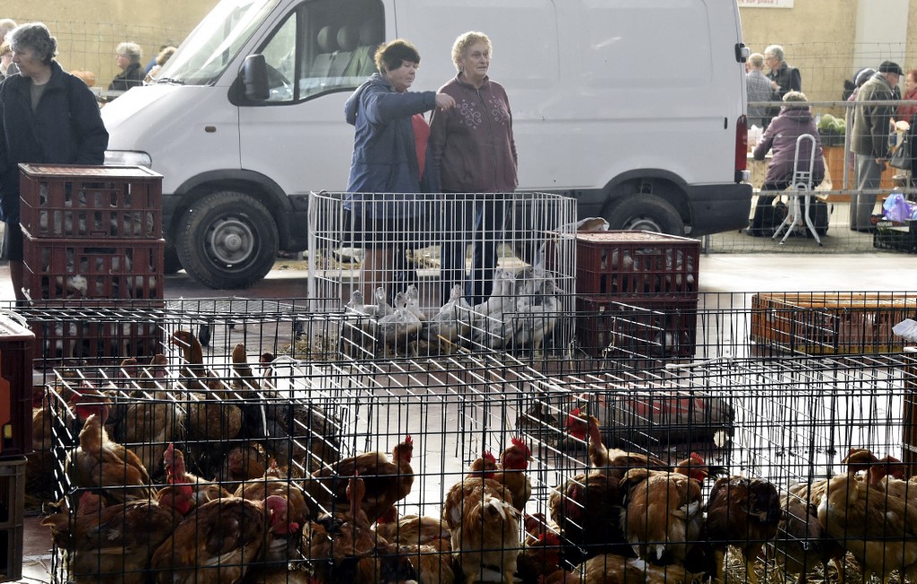 Grippe aviaire: 16 millions de volailles abattues en France mais l'épizootie décroît