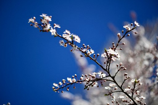 Festival de l’amandier à Sfax du 20 au 22 mai: le temps des amandiers en fleurs