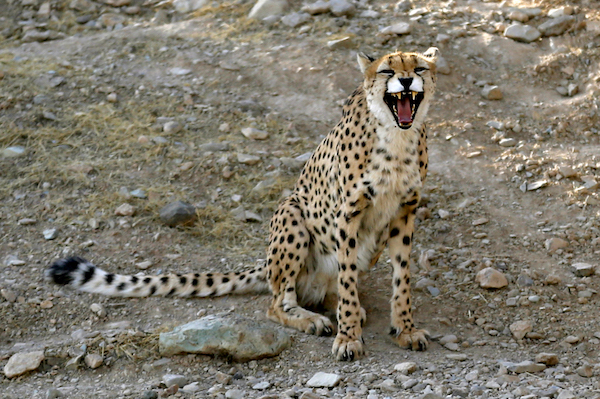 Un guépard asiatique mâle nommé 'Koushki' dans une enceinte du parc Pardisan à Téhéran le 10 octobre 2017. (Atta Kenare/AFP)