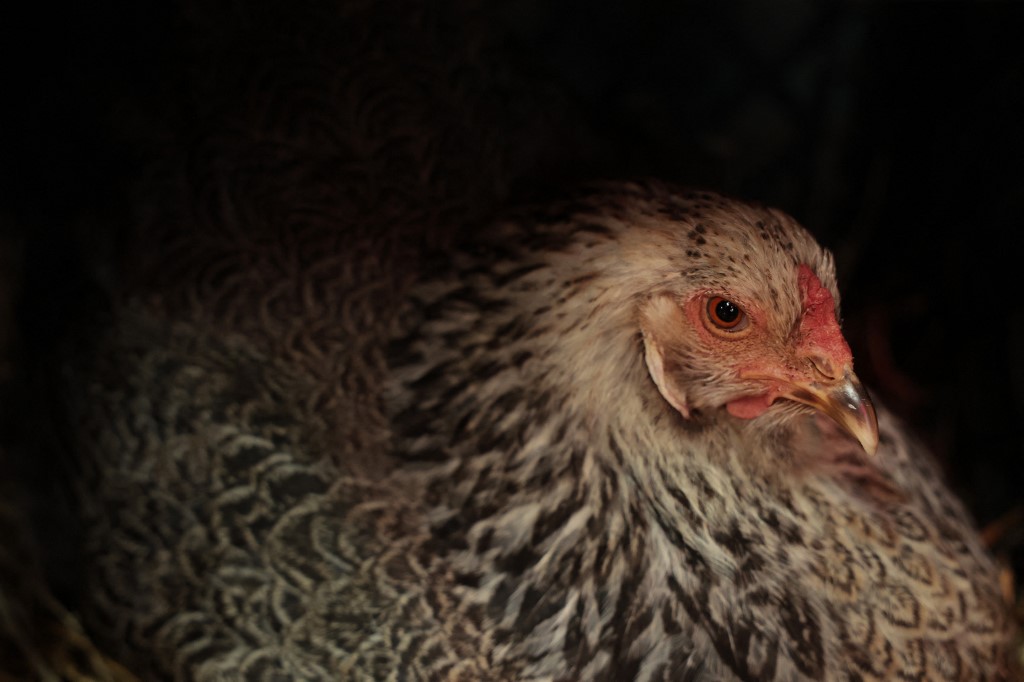 Grippe aviaire: l'expérimentation de la vaccination des palmipèdes va débuter