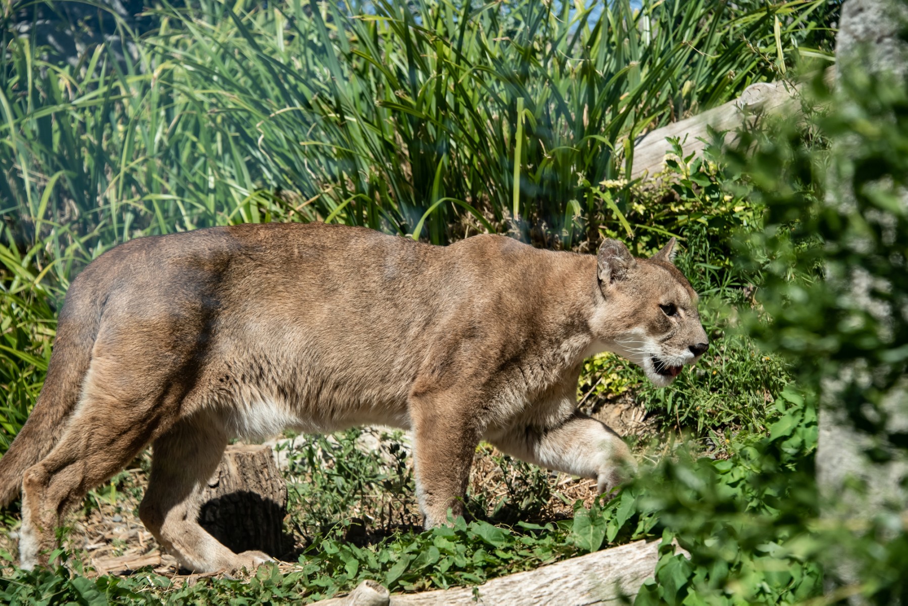 Une Américaine de 9 ans survit à une très rare attaque de puma