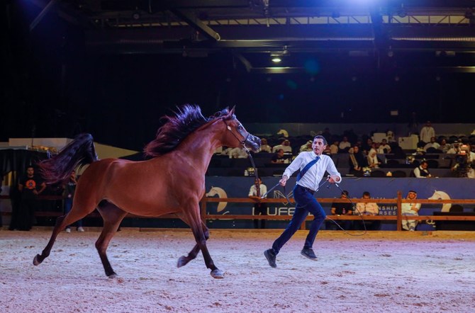 Dix vainqueurs couronnés lors du Championnat international du pur-sang arabe