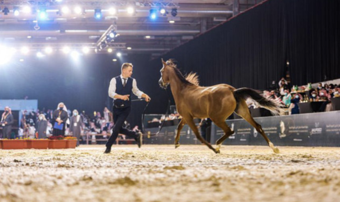 Le championnat du cheval arabe de Kahila commence le 25 mai