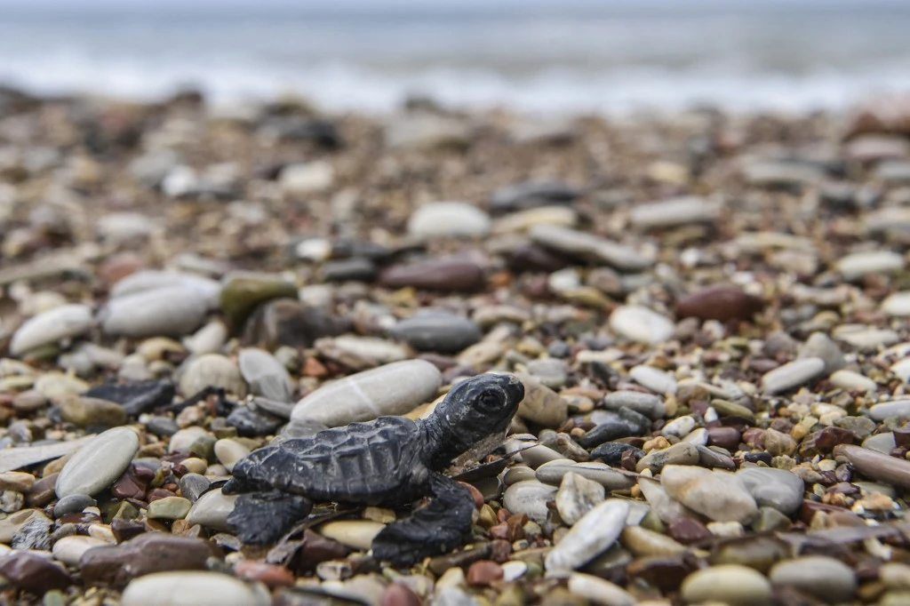 Tunisie: trois tortues d'espèces protégées relâchées