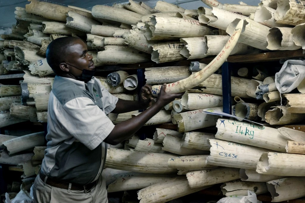 Le Zimbabwe demande le soutien des Européens pour la vente de son stock d'ivoire