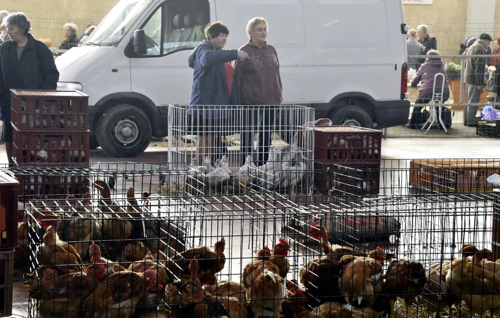 Grippe aviaire: 16 millions de volailles abattues en France mais l'épizootie décroît