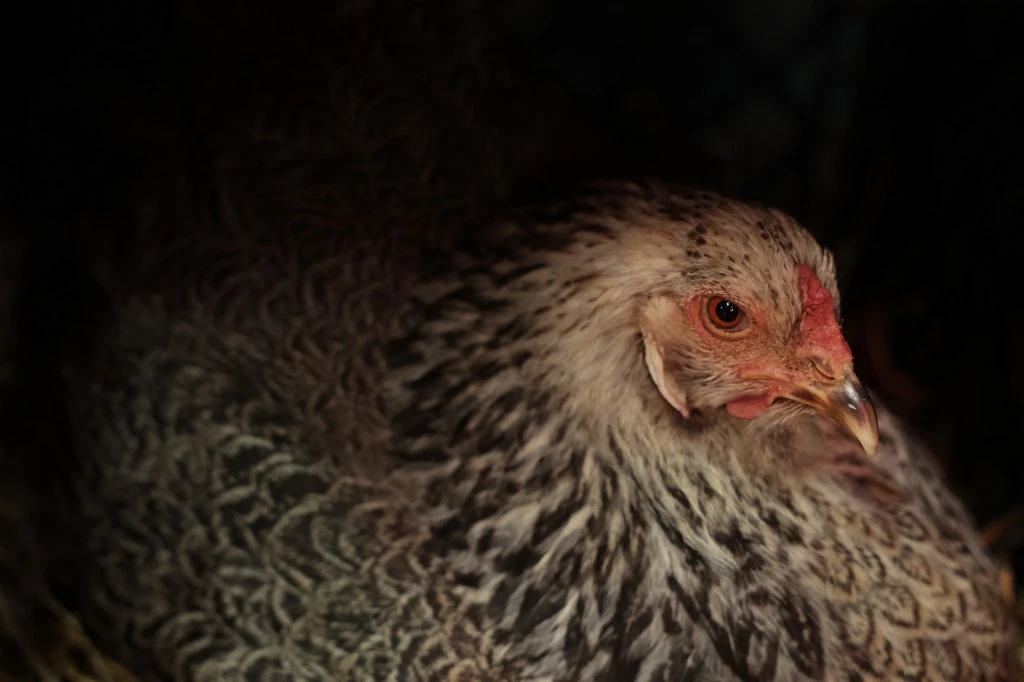 Grippe aviaire: l'expérimentation de la vaccination des palmipèdes va débuter