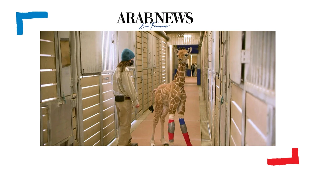 Au zoo de San Diego, une jeune girafe marche sereinement après la pose d'attelles