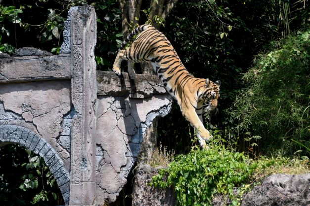La Tanzanie lève l'interdiction d'exporter des animaux sauvages