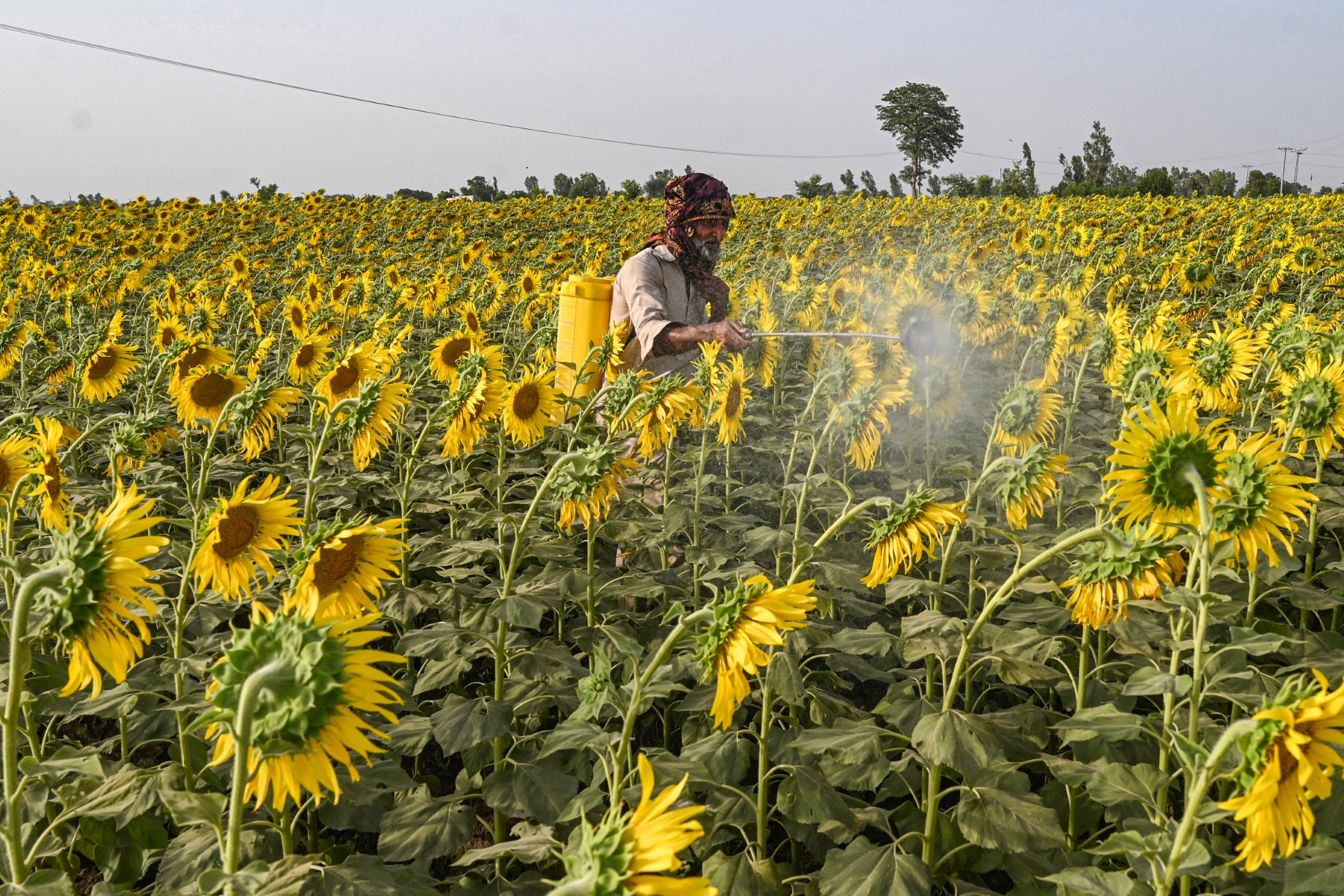Réduction des pesticides: les 27 réclament du «réalisme» à Bruxelles