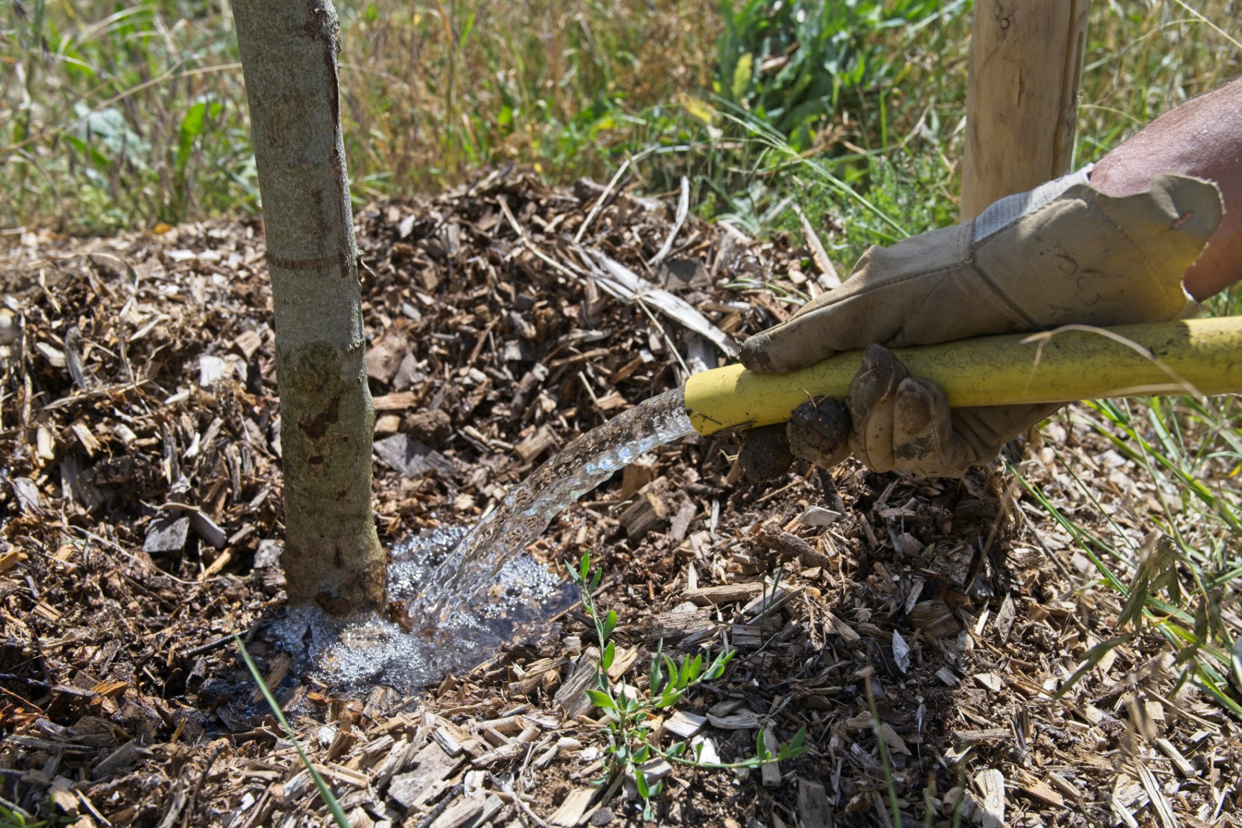 Troisième printemps le plus sec, sécheresse des sols au niveau de mi-juillet