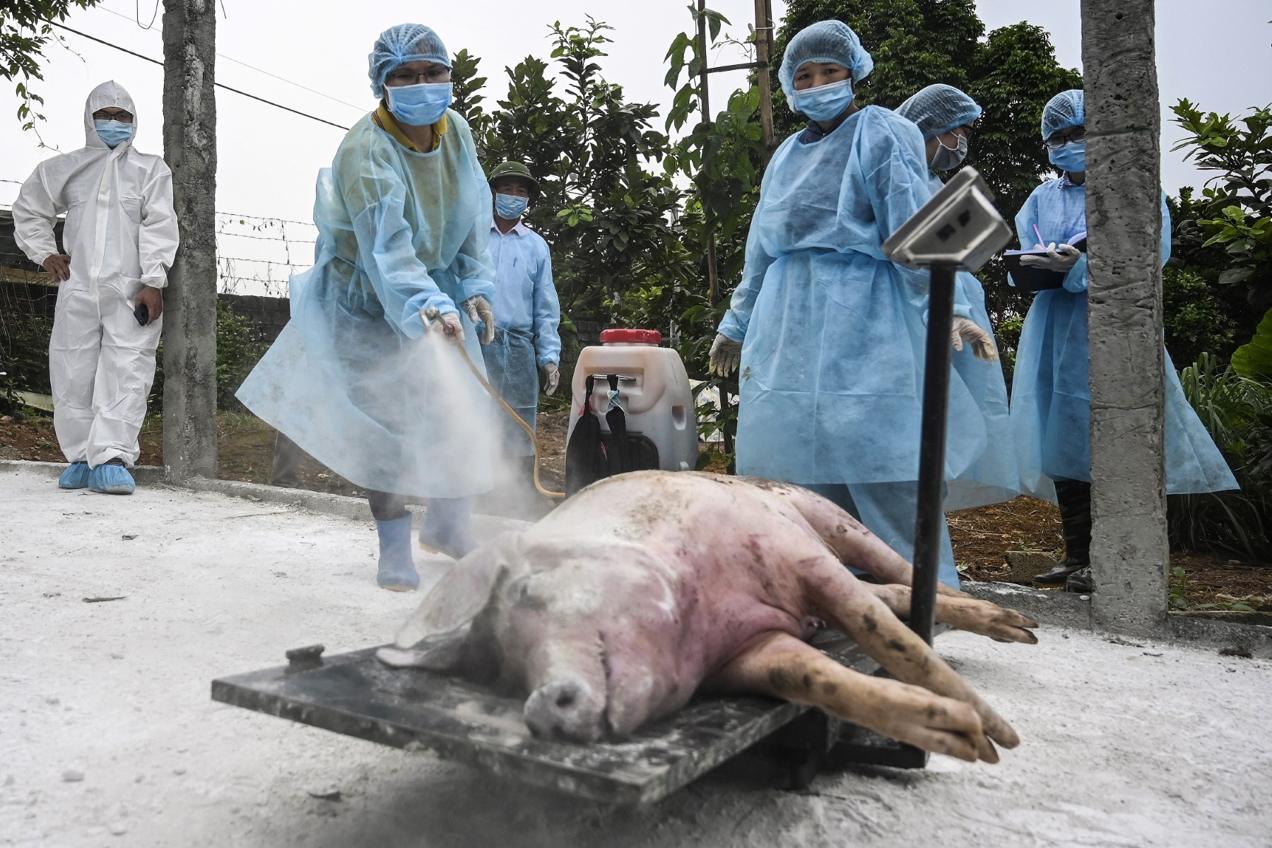Le Vietnam annonce avoir mis au point un vaccin contre la peste porcine africaine, une première mondiale