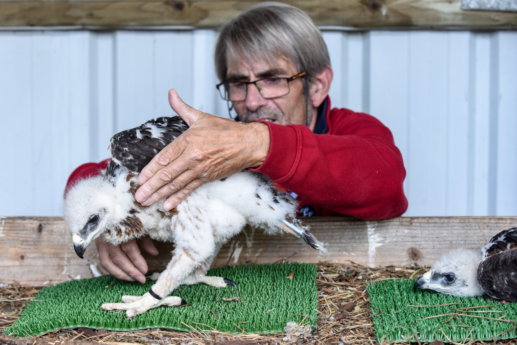 De la Vendée à l'Espagne, un élevage d'aigles réintroduit une espèce menacée